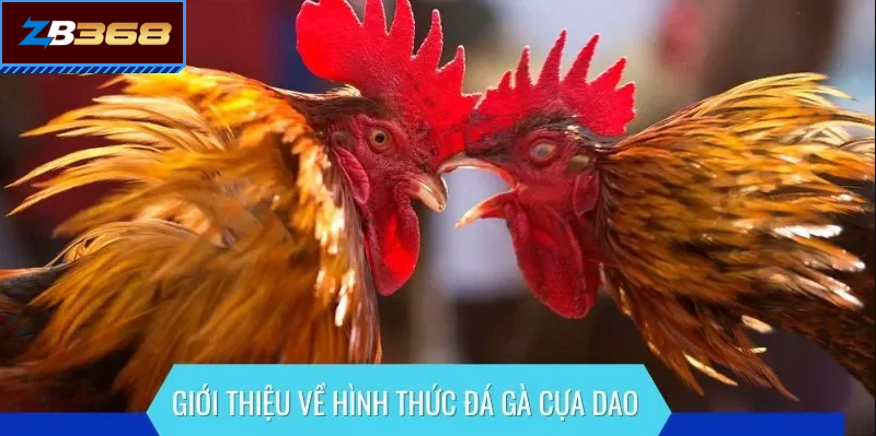 đá gà trực tiếp thomo 24/7 – link cập nhật nhanh